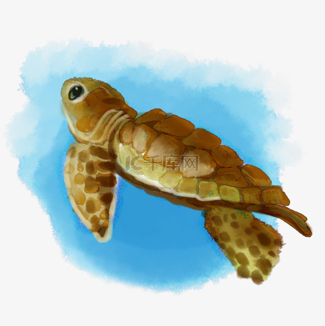 海龟海洋动物水彩