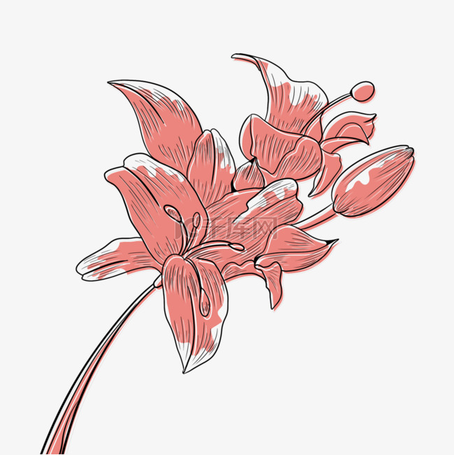花卉抽象淡粉色线稿花朵装饰