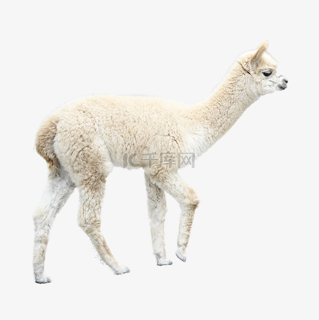 动物白色羊驼摄影
