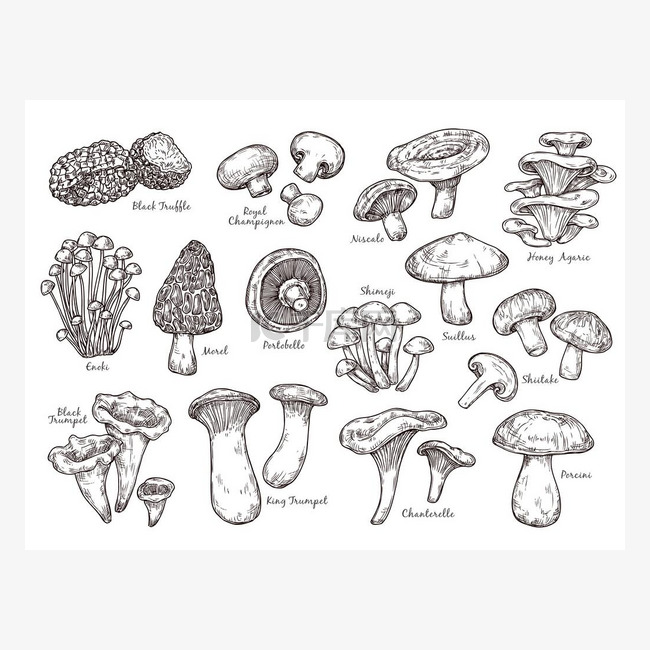 森林蘑菇草图。古老的植物，雕刻