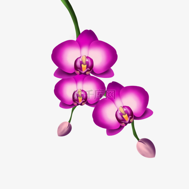 深紫色花蕊兰花剪贴画
