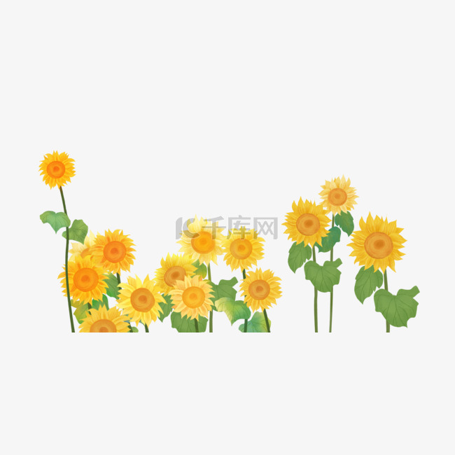 夏季植物向日葵太阳花