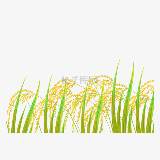 水稻稻子稻穗