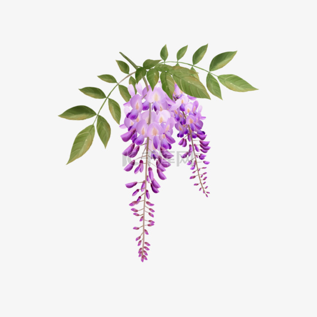 水彩紫藤花花卉藤本