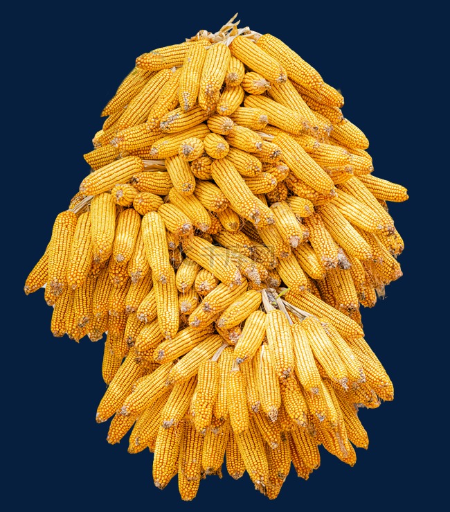 秋天玉米丰收