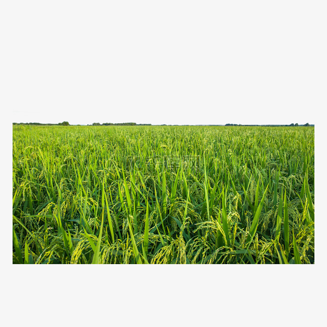 绿色植物稻田