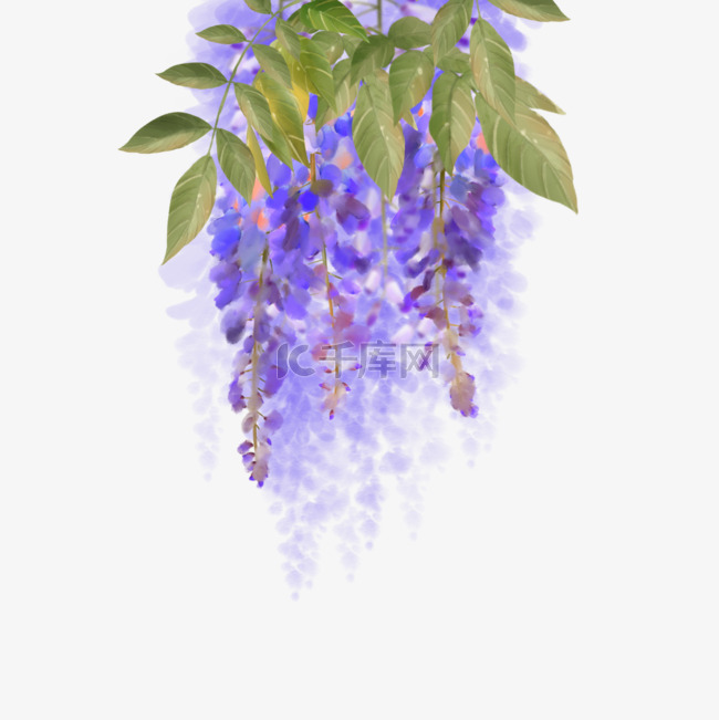 水彩紫藤花花卉植物