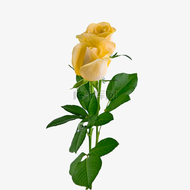 黄色玫瑰颜色爱情植物