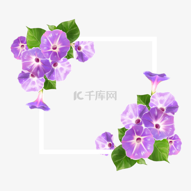 水彩紫红色牵牛花卉边框