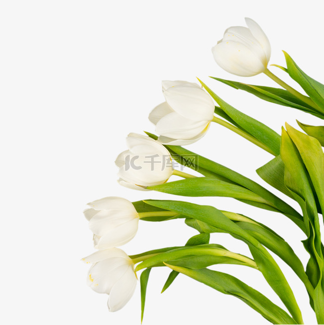 白色郁金香花枝植物