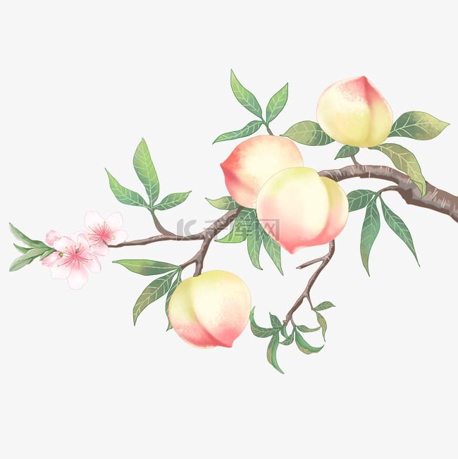 新鲜桃子果树