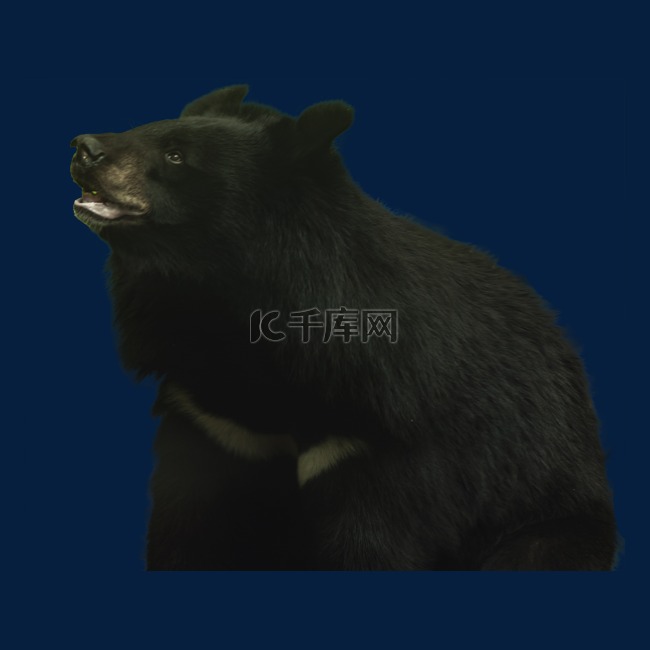 黑熊动物