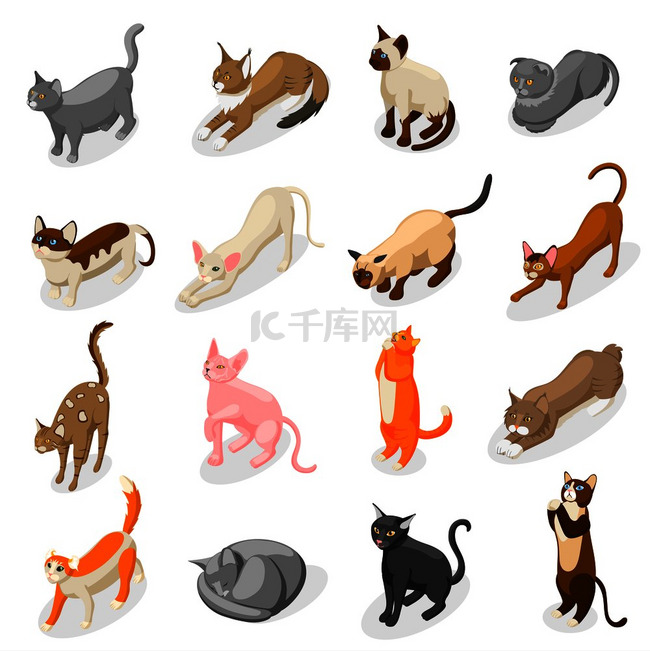 纯种猫，包括苏格兰折耳猫、短尾