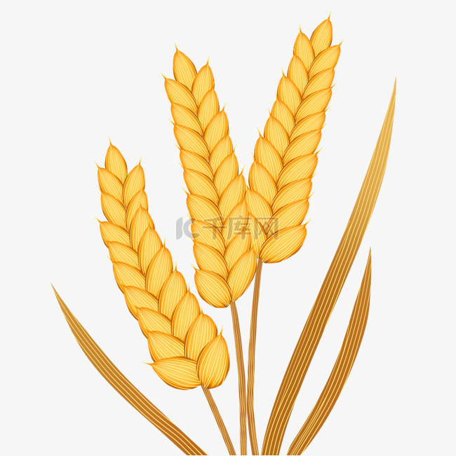 秋天秋季丰收小麦