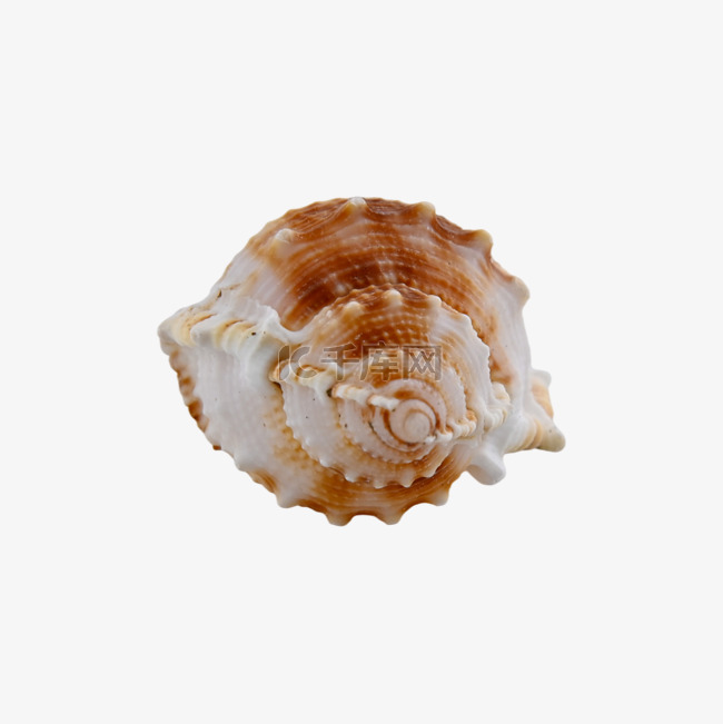 海螺摄影图装扮螺纹