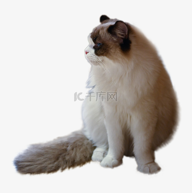 蓬松胡须条纹猫