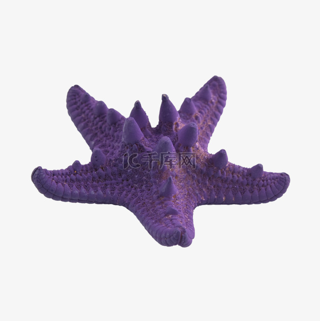 海星紫色贝壳动物