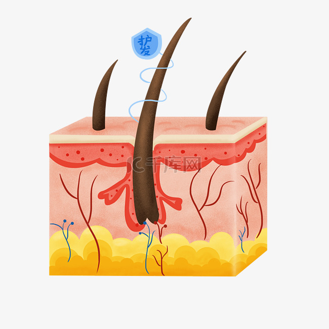 美发头皮屑毛囊剖面图