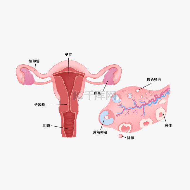 医疗医学人体器官卵巢