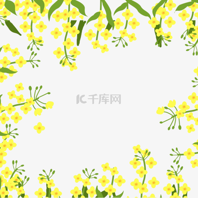 盛开的黄色油菜花春天花卉边框
