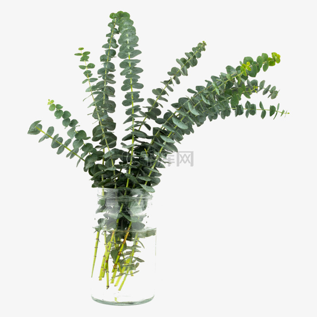 花瓶绿植装饰尤加利