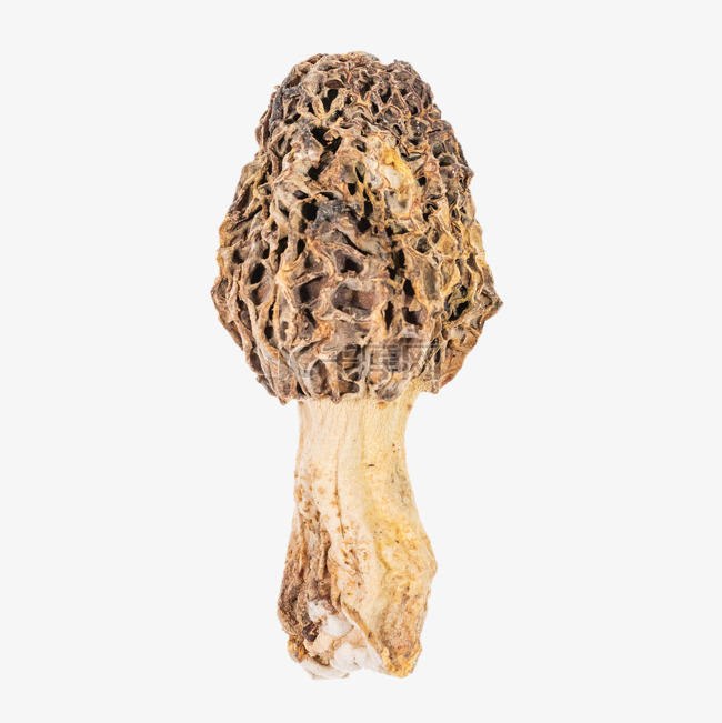 野生羊肚菌菌类菌菇