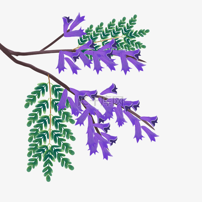 紫色蓝花楹树枝