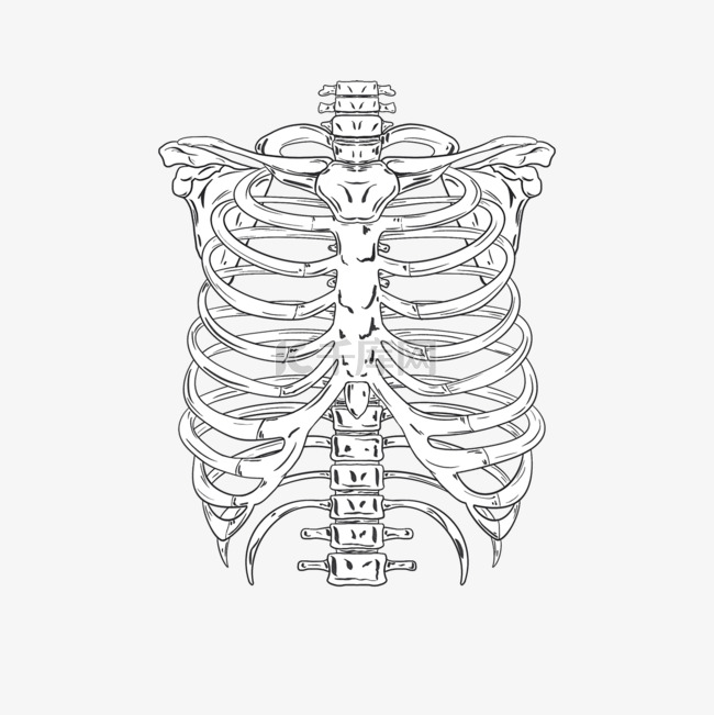 黑白线条万圣节人类肋骨