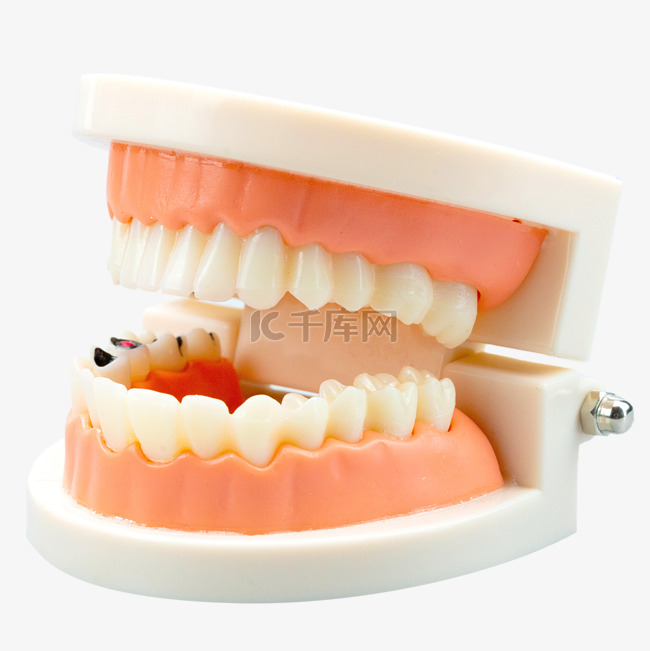 医疗口腔牙齿模型
