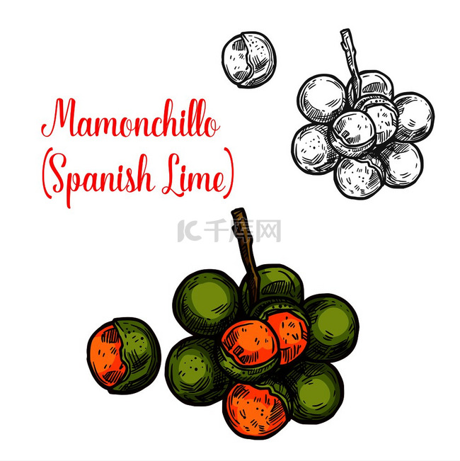 马蒙奇洛酸橙矢量绘制热带水果用