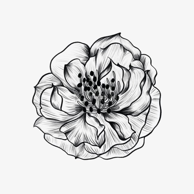 素描风格黑白复古蔷薇雕刻花卉