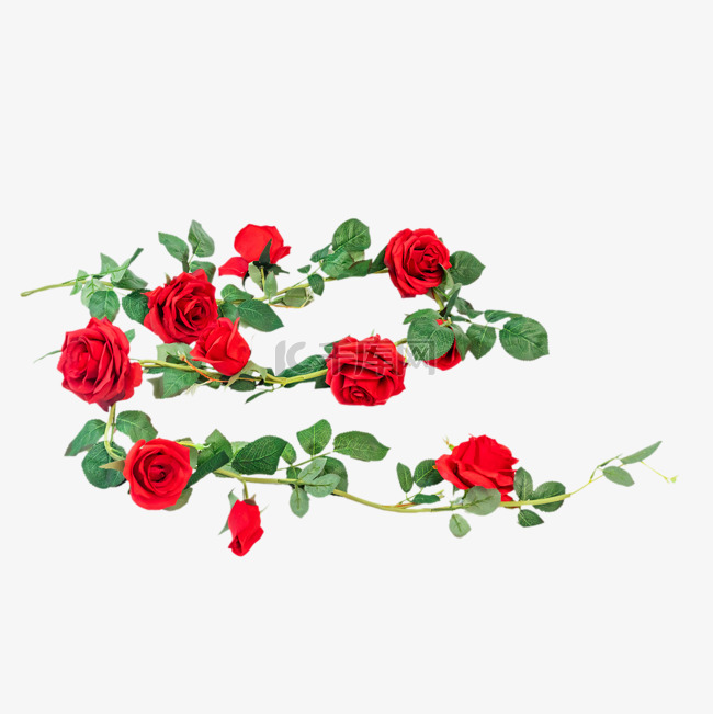 红色玫瑰花花藤