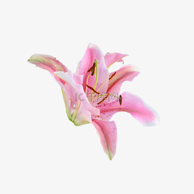 粉色百合绿植花卉花瓣