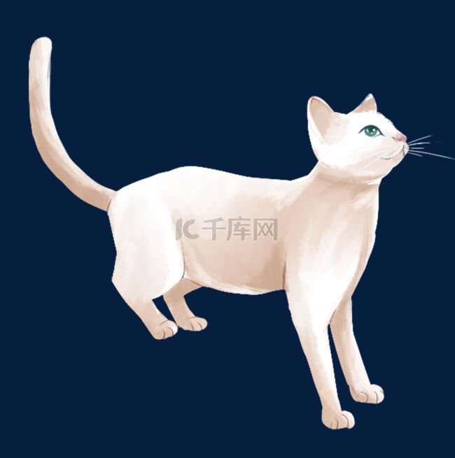 小猫猫咪动物