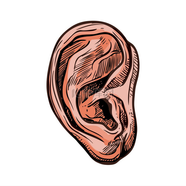 听觉和平衡的耳朵器官孤立的草图