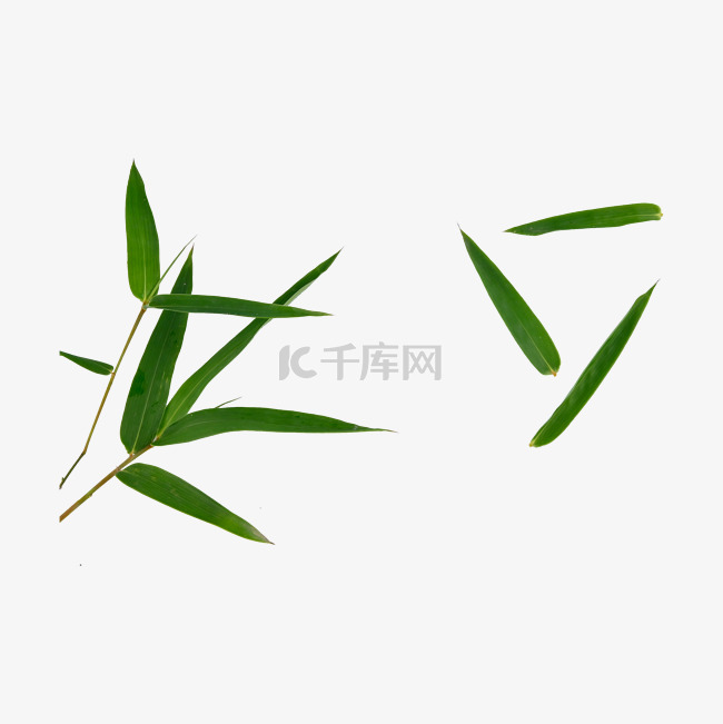 竹叶东亚天然树枝