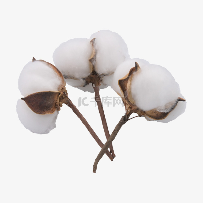 棉花白色植物农作物保暖