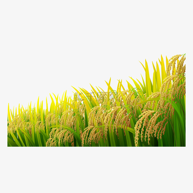 二十四节气小满水稻风景