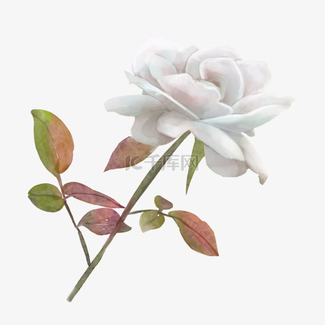 白玫瑰水彩白色婚礼花卉