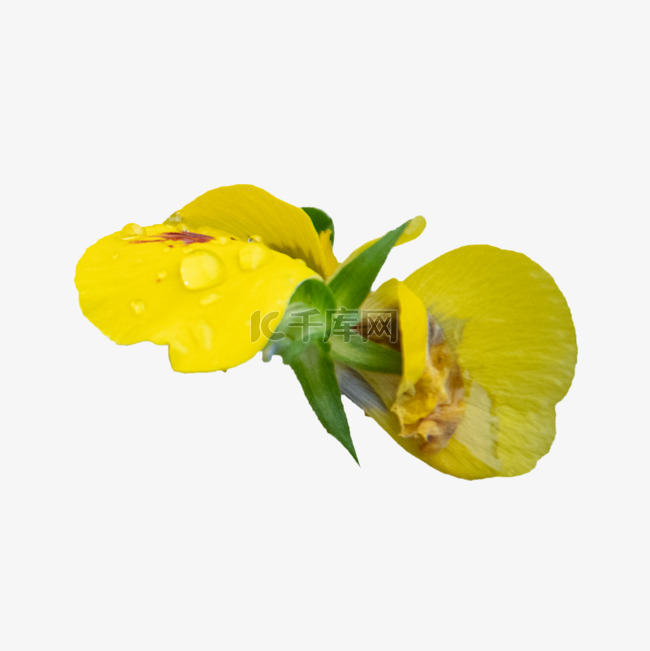 三色堇黄色自然开花