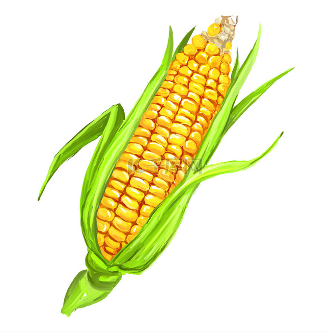 玉米芯矢量图手绘绘