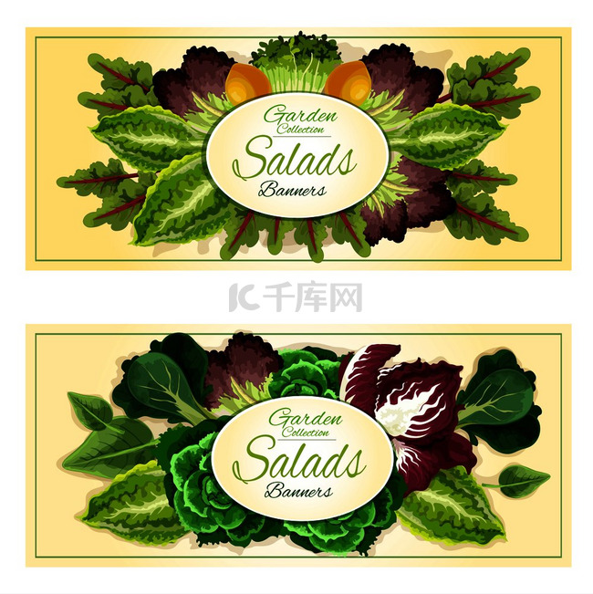 新鲜的有机叶菜和沙拉蔬菜横幅镶
