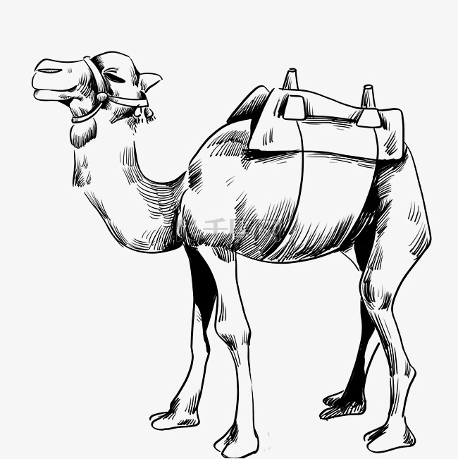 线描商队骆驼