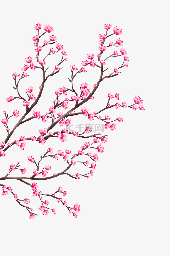 春天植物桃花盛开花枝树枝