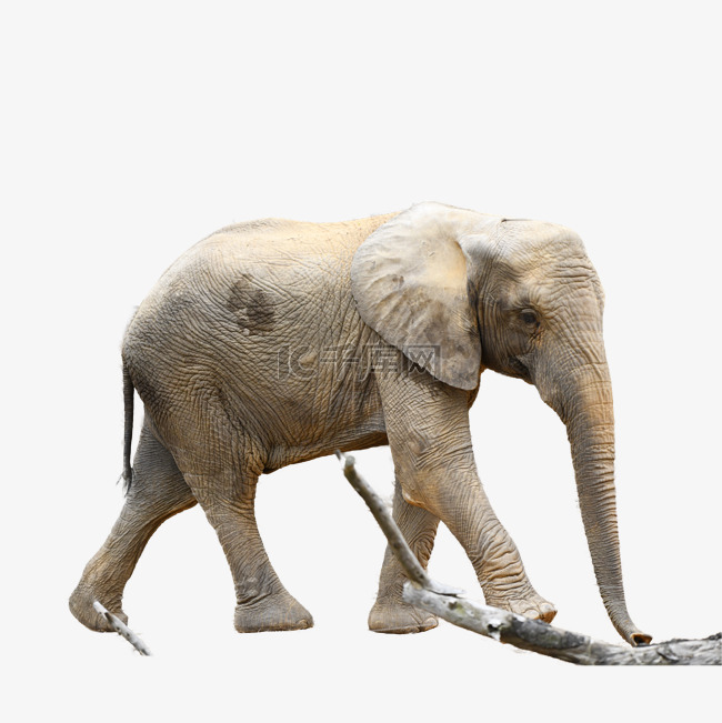 长鼻子大象亚洲象哺乳动物