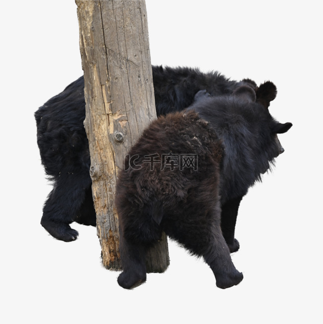 美洲黑熊动物园动物食肉