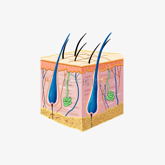 美发毛囊皮脂剖面图