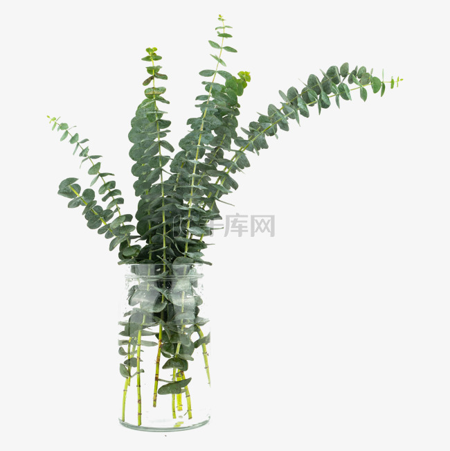 尤加利装饰花瓶绿植
