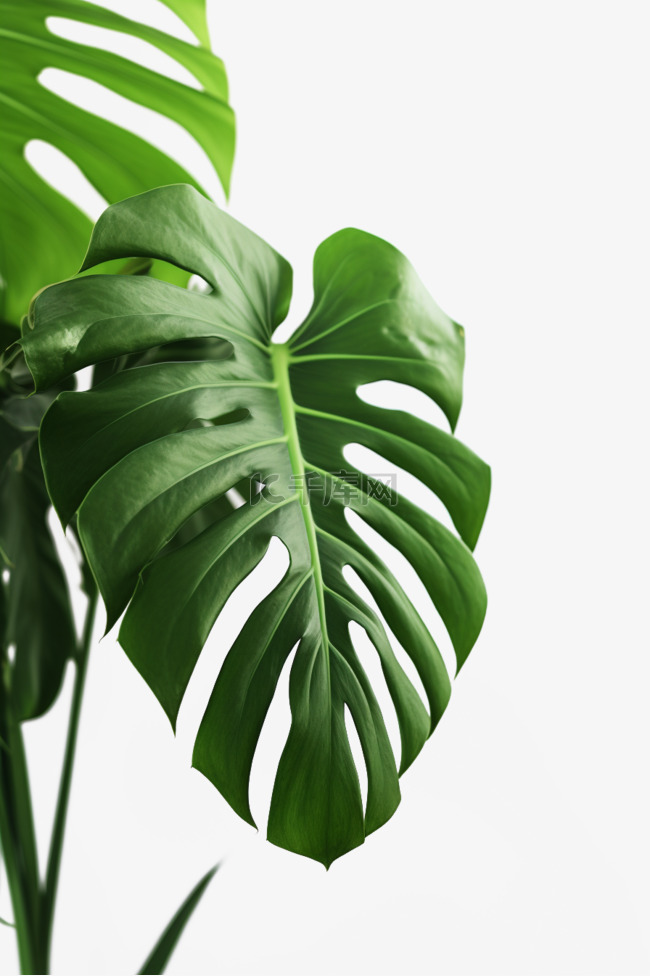 植物叶子装饰龟背竹免抠元素