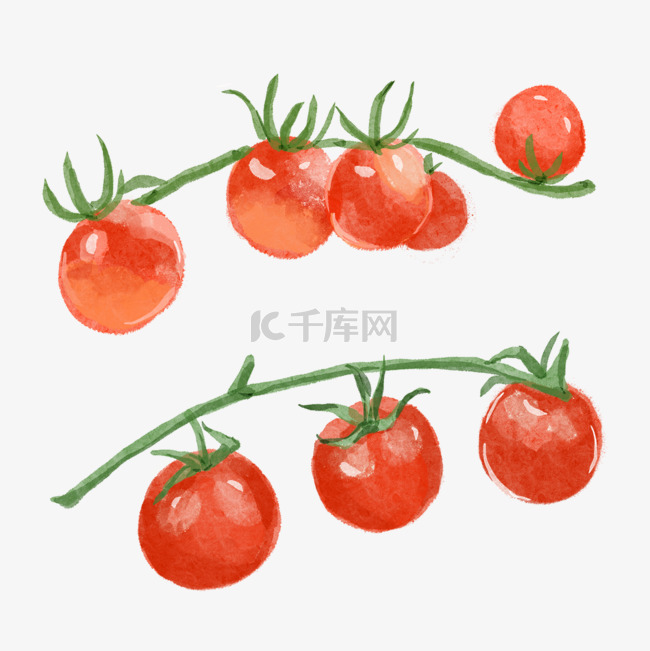 西红柿两串水彩蔬菜水果红色